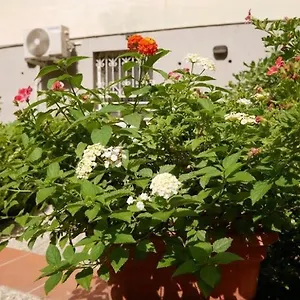 Appartamento House With Garden And Parking Space In Mergellina, Napoli